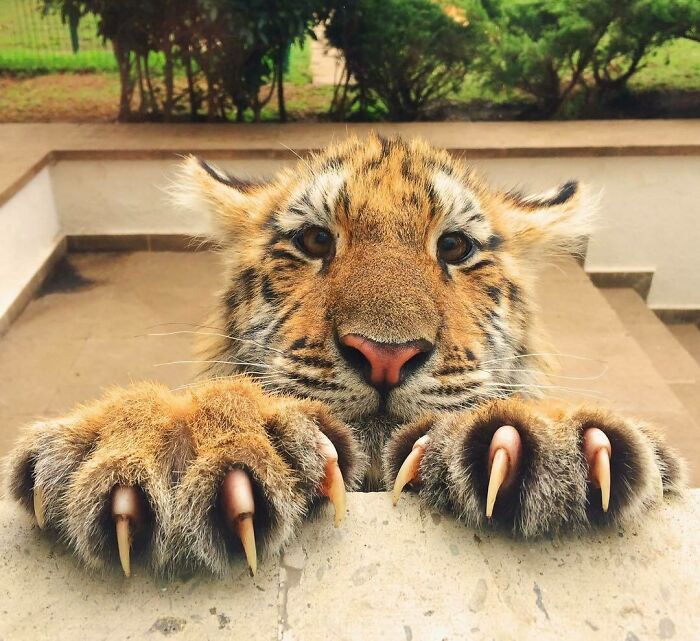 Cachorro de tigre, ¿parece peligroso?
