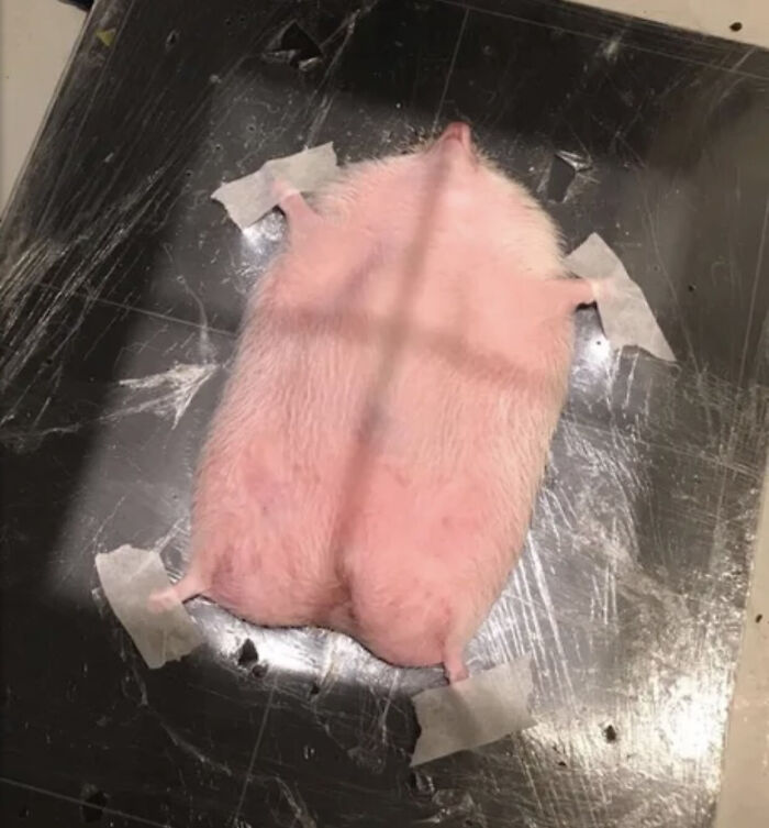 Haciendo una radiografía a un erizo