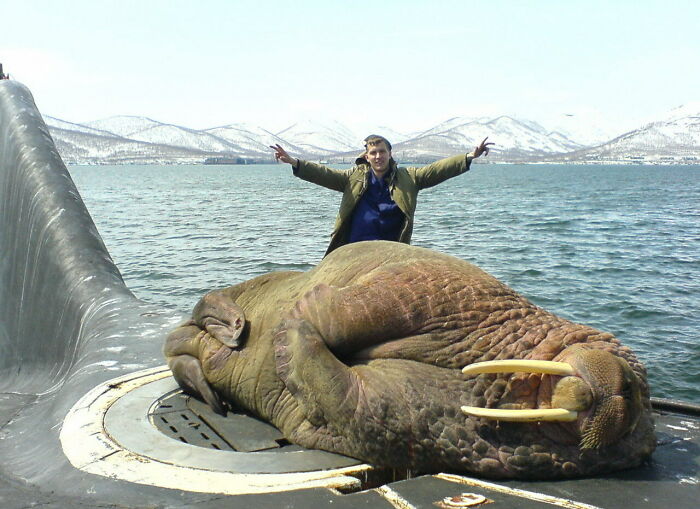 Morsa durmiendo sobre un submarino ruso