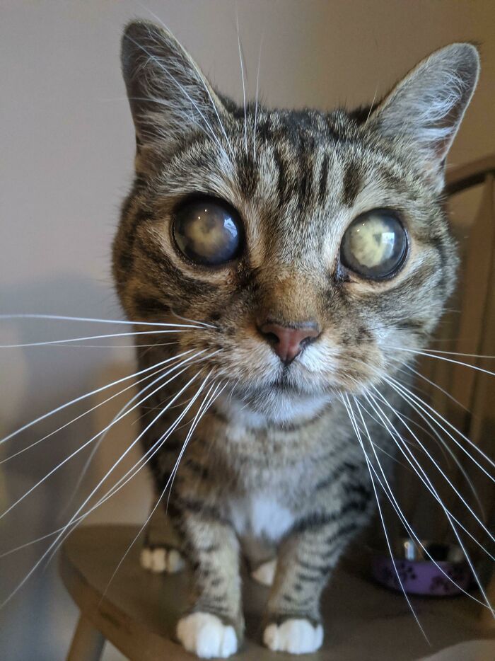 Nuestro gato Squeak, de 11 años. Se quedó ciego a los 6 y tiene los bigotes más largos
