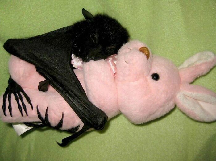 Cría de murciélago abrazando su peluche