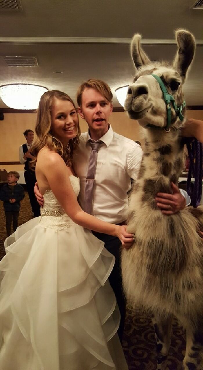 A veces el hotel donde celebras tu boda también tiene convenciones de llamas