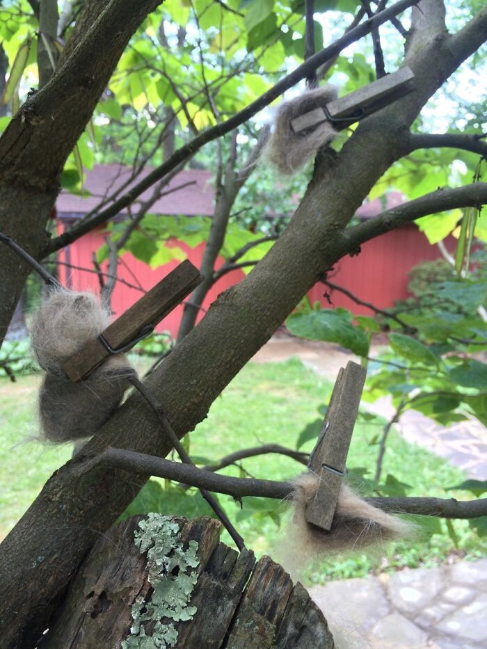 Mi abuela pone el pelo que cepilla a su gato en los árboles para que los pájaros lo puedan usar en sus nidos