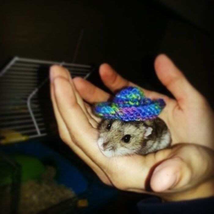 Mi abuela le ha tejido un sombrero a mi hamster