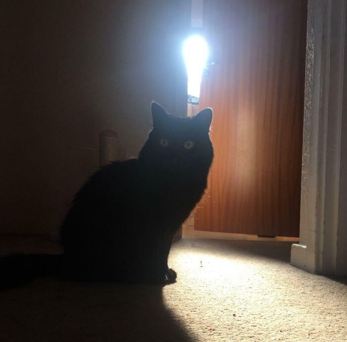 Parece que mi gato tuvo una idea