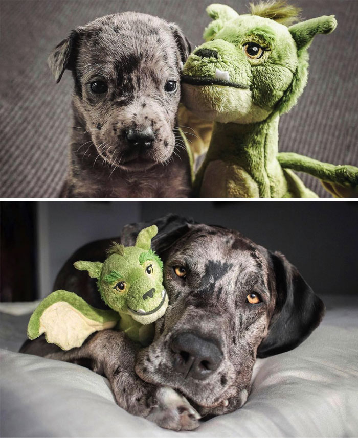 Elliot con 4 semanas VS adulto, con su juguete favorito