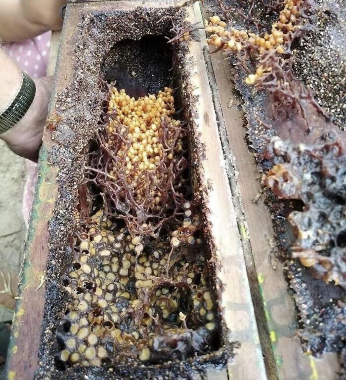 Las abejas buitre se alimentan de carne podrida en vez de néctar, y su miel se llama "miel de carne". Esta es su colmena