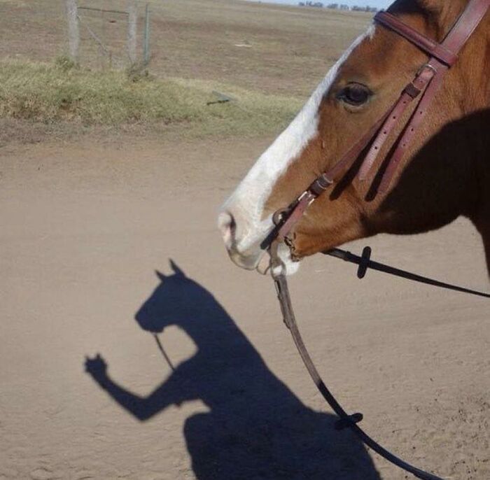 “Passing The Bounds Of What’s Usual”: 50 Unhinged Pics That Are As Confusing As They Are Amusing