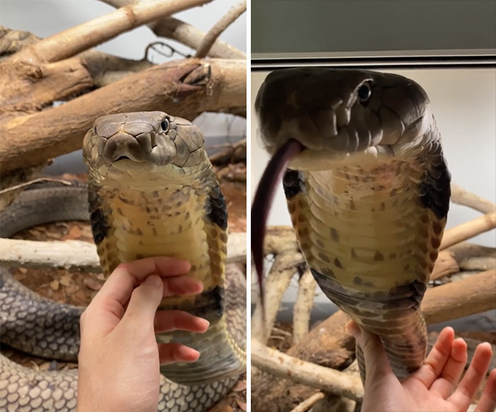 Acariciando a su cobra mascota