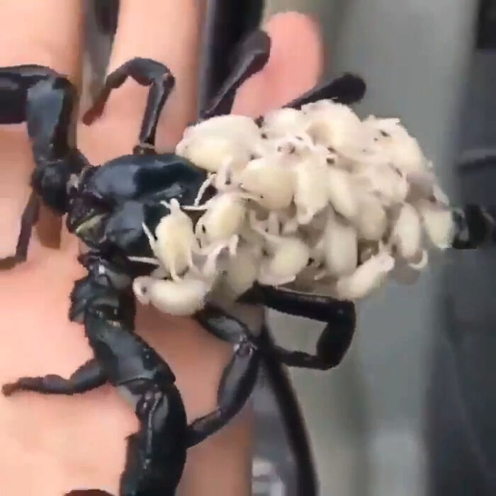 Escorpión con sus bebés a bordo