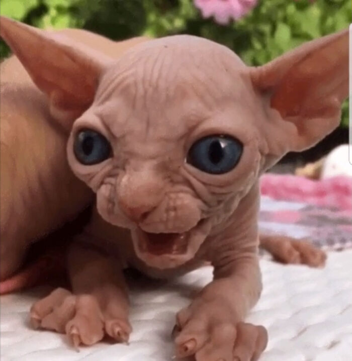 Gatito bueno