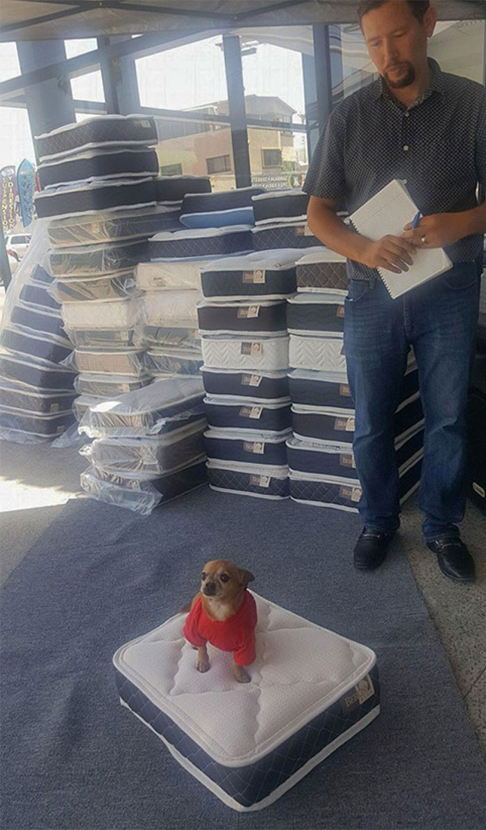 En esta tienda te dan un colchoncito para tu perro al comprar uno normal