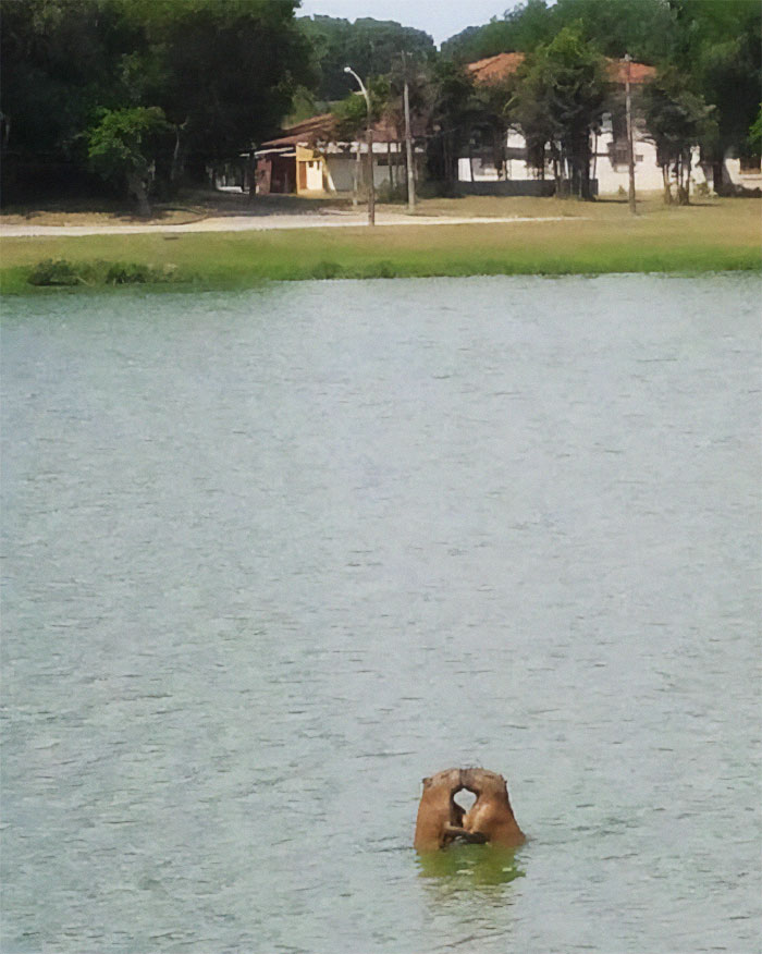 Capibaras enamoradas