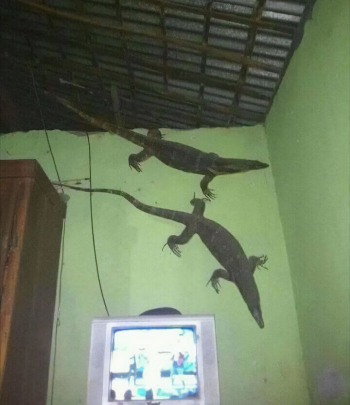 Veo vuestras arañas australianas y os traigo...