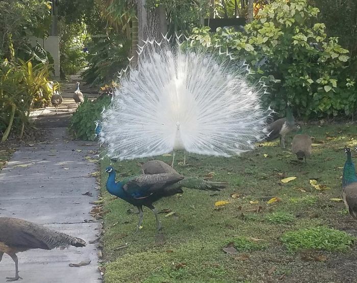 Pavo real albino en mi vecindario de Miami