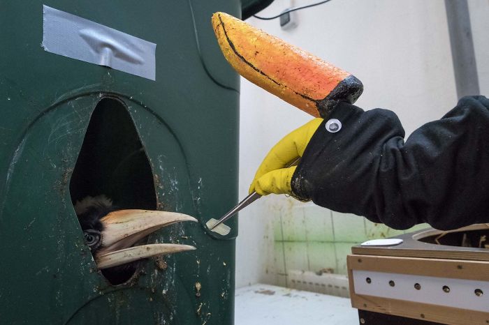 Personal del zoo alimentando a crías de cálao