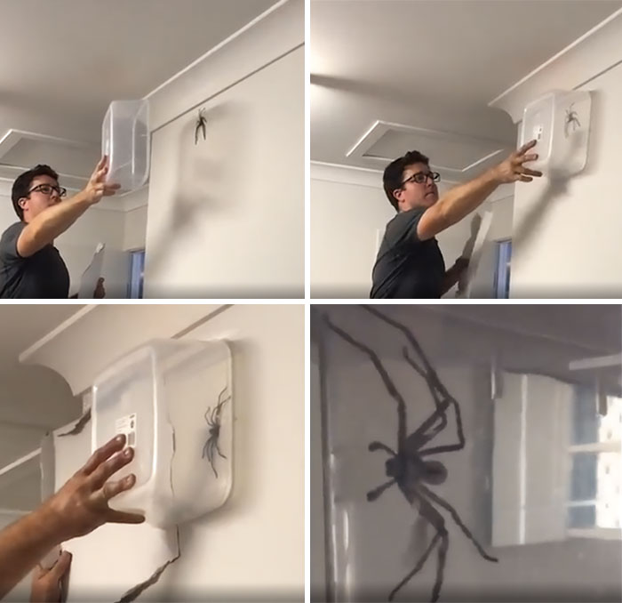 Esto es lo que tenemos en Australia y se mete en las casas