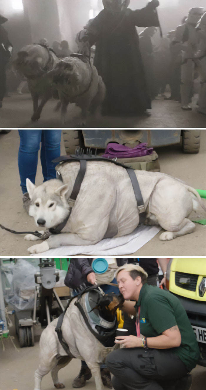 Perros actores
