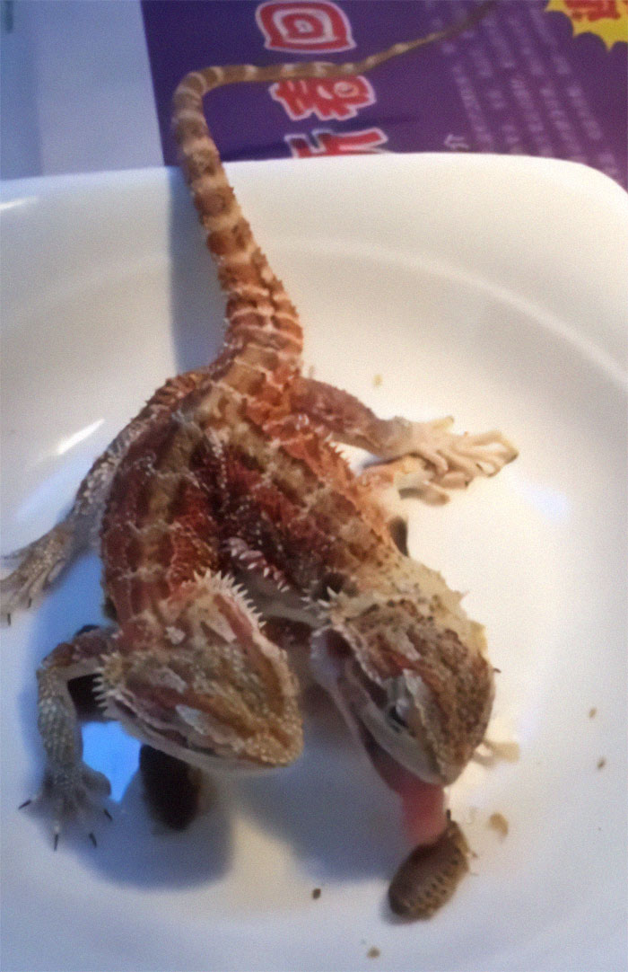 Quimera de 2 cabezas comiendo bichos