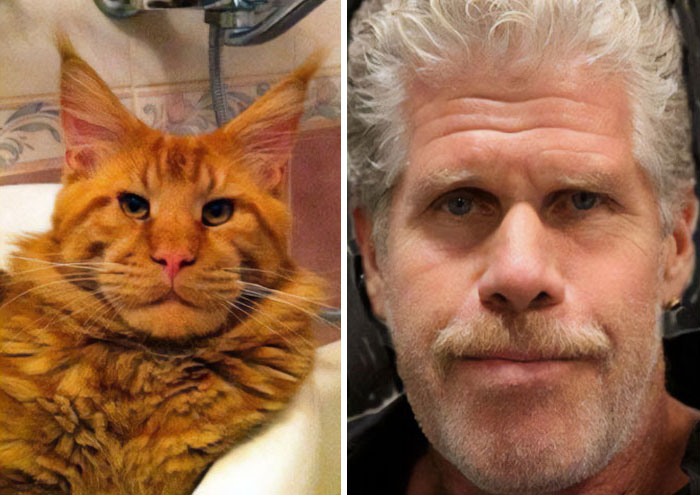 “I’m Going To Hell For This”: 30 Hilariously Unexpected Celebrity Lookalikes Shared On This Thread