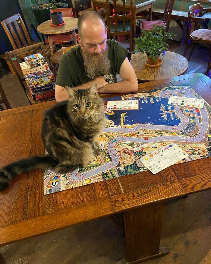 Este hombre abrió un pub y empezó a acoger gatos callejeros: así nació el primer pub de gatos de Bristol