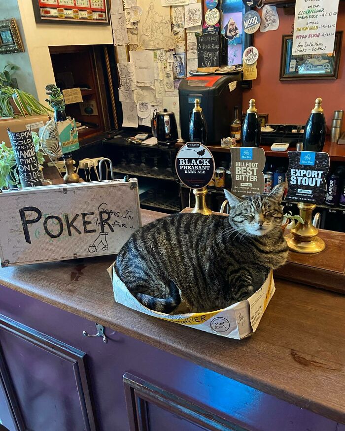 Este hombre abrió un pub y empezó a acoger gatos callejeros: así nació el primer pub de gatos de Bristol