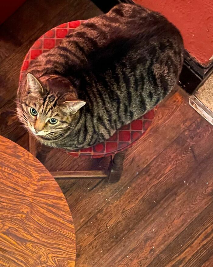 Este hombre abrió un pub y empezó a acoger gatos callejeros: así nació el primer pub de gatos de Bristol