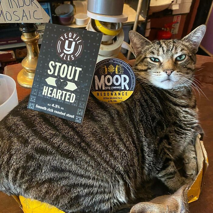 Este hombre abrió un pub y empezó a acoger gatos callejeros: así nació el primer pub de gatos de Bristol