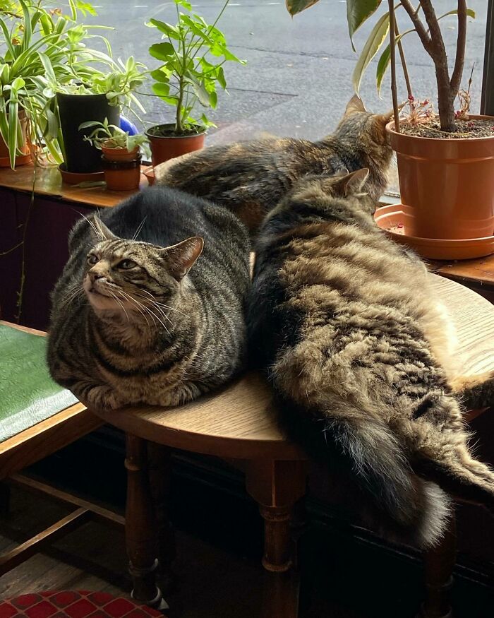 Este hombre abrió un pub y empezó a acoger gatos callejeros: así nació el primer pub de gatos de Bristol
