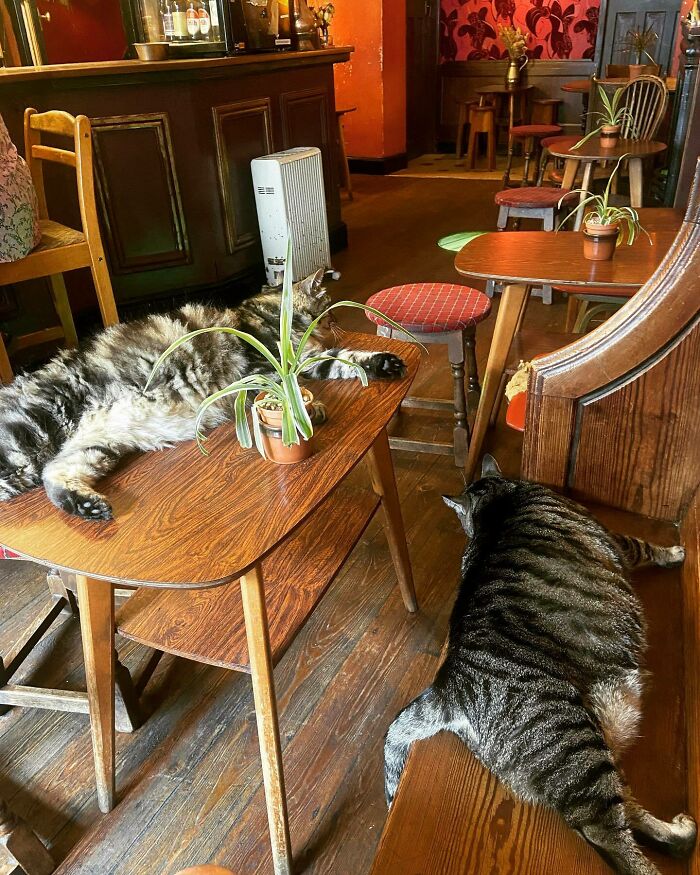 Este hombre abrió un pub y empezó a acoger gatos callejeros: así nació el primer pub de gatos de Bristol