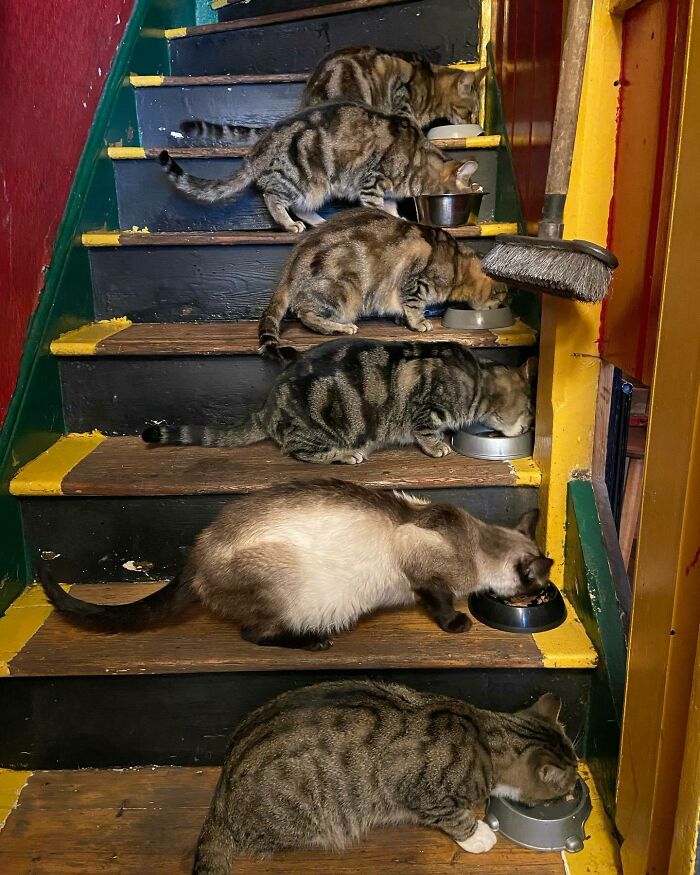 Este hombre abrió un pub y empezó a acoger gatos callejeros: así nació el primer pub de gatos de Bristol
