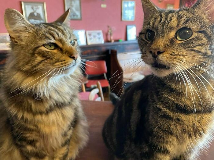 Este hombre abrió un pub y empezó a acoger gatos callejeros: así nació el primer pub de gatos de Bristol