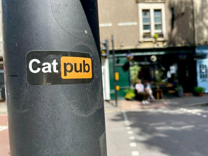 Este hombre abrió un pub y empezó a acoger gatos callejeros: así nació el primer pub de gatos de Bristol