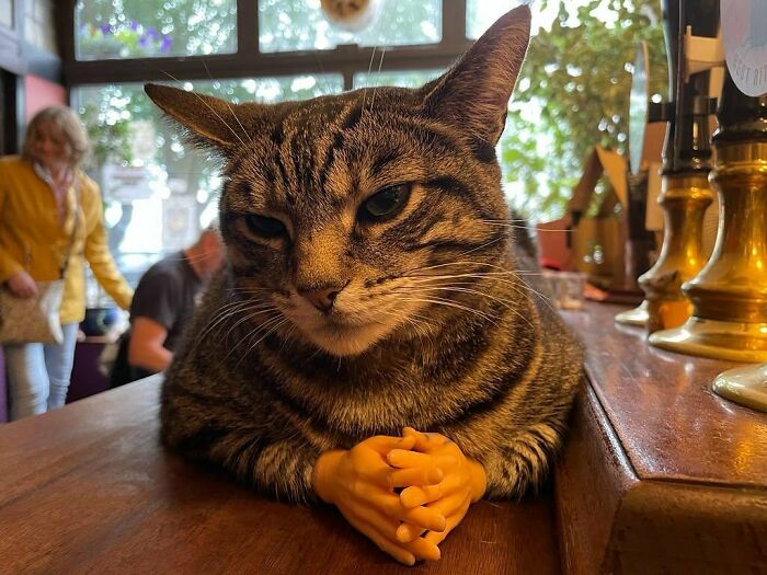 Este hombre abrió un pub y empezó a acoger gatos callejeros: así nació el primer pub de gatos de Bristol