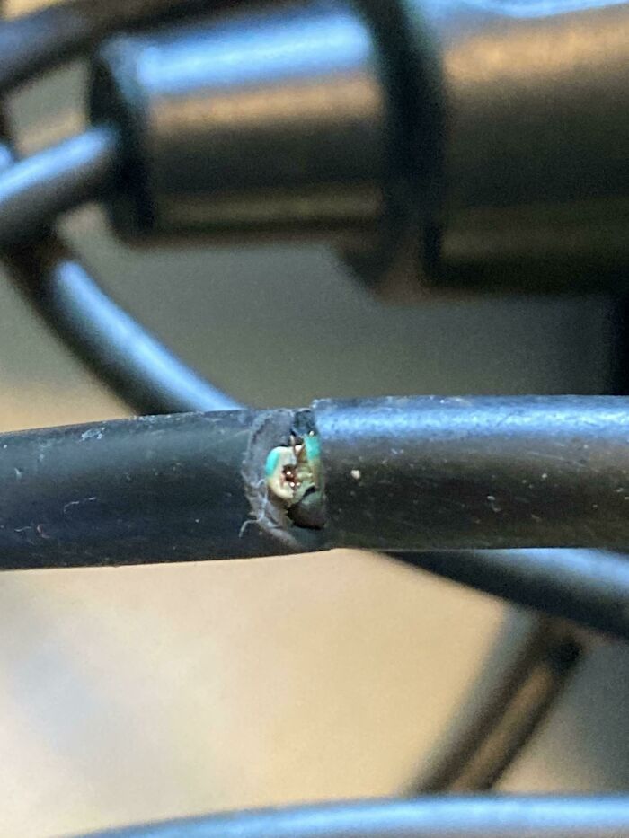 Mi vecina tomó prestado mi cortasetos. Me lo devolvió con el cable así