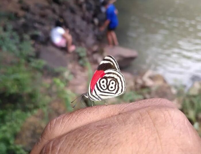 Esta mariposa con un 88 en sus alas