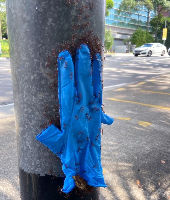 Hormigas llevando un guante farola arriba
