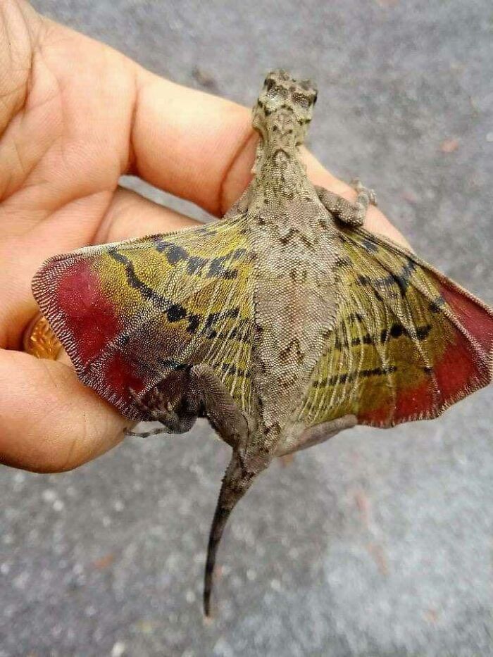 Ha aparecido este pequeño