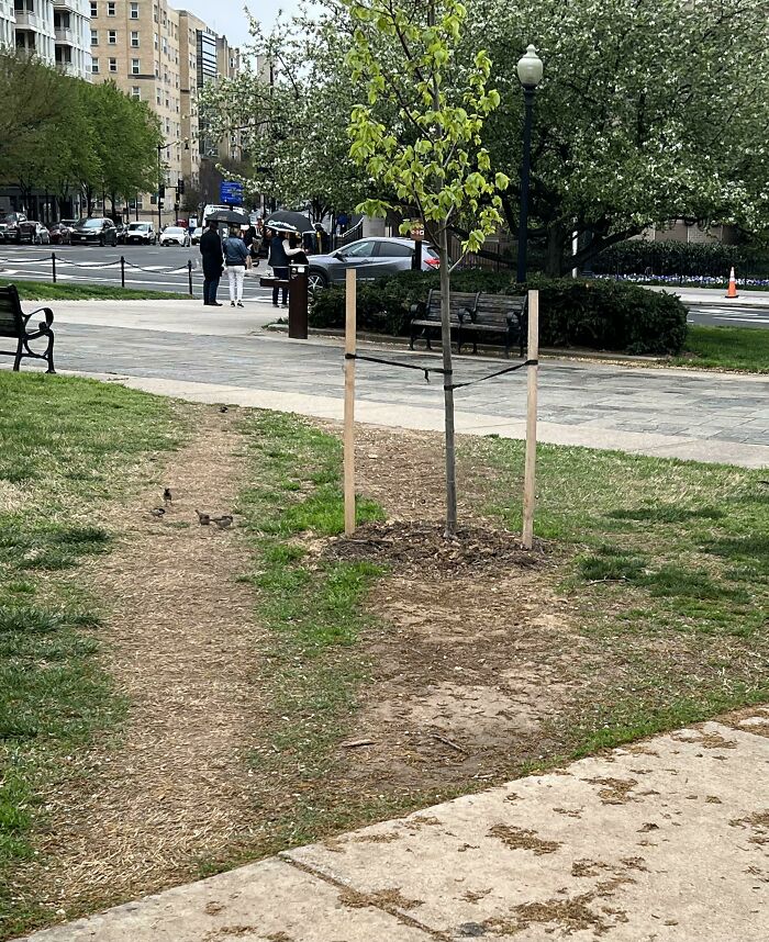 Han puesto un árbol, así que hay otro camino al lado