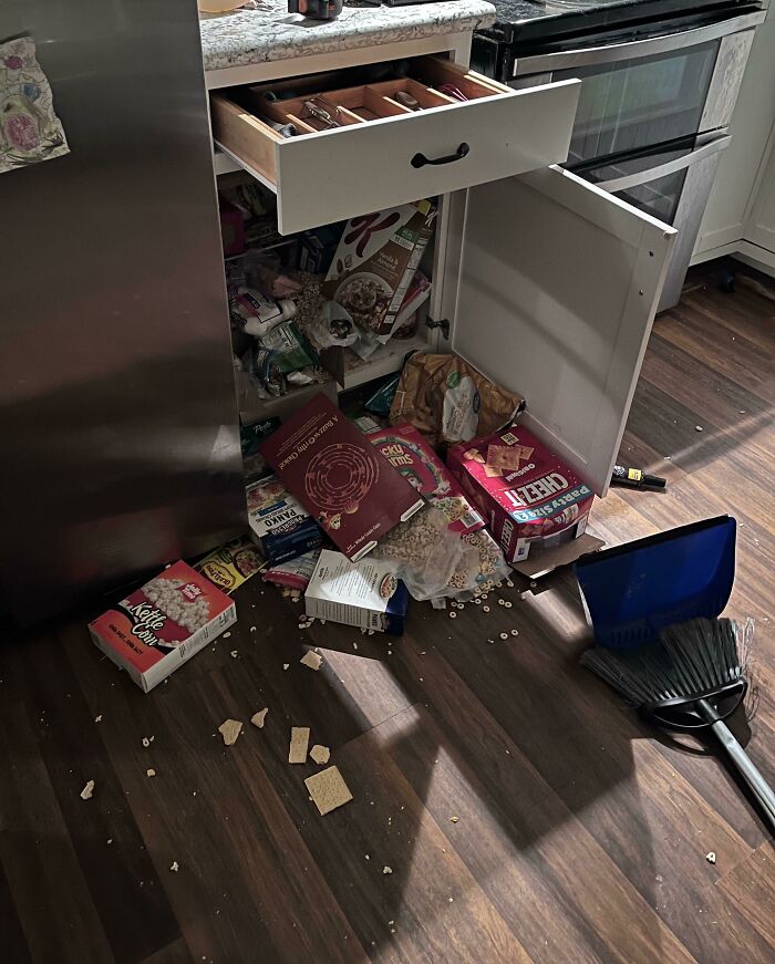 Creo que os gustará cómo reorganizaron mis gatos el armarito de la cocina a las 4:30 de la mañana
