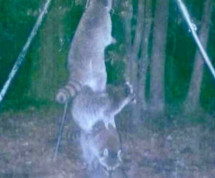 Mapaches haciendo una torre para alcanzar el comedero