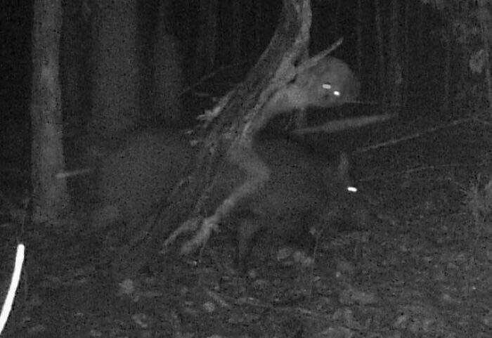 No sé qué c*ño es esto, pero lo captó la cámara, montado en un jabalí