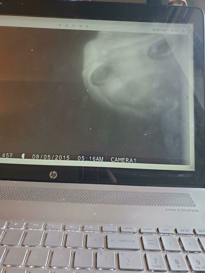 Captado en la propiedad de mi padre... no sé qué puede ser