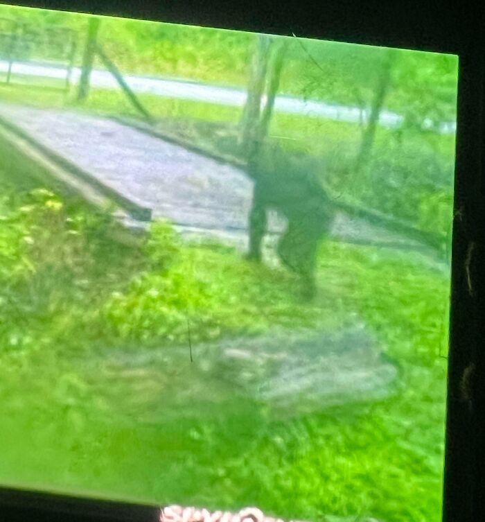 Tengo familiares ancianos en Kentucky, y su cámara captó esto