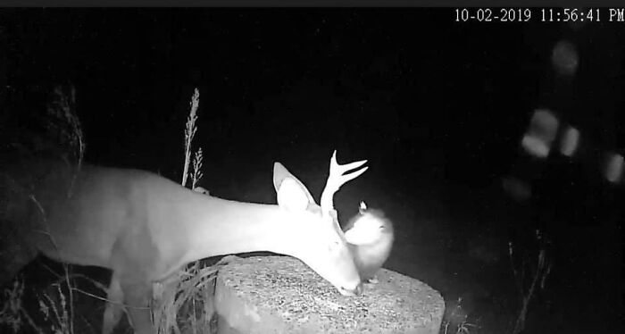 Zarigüeya comiendo garrapatas de la cara de un ciervo. Les encantan. Pura simbiosis