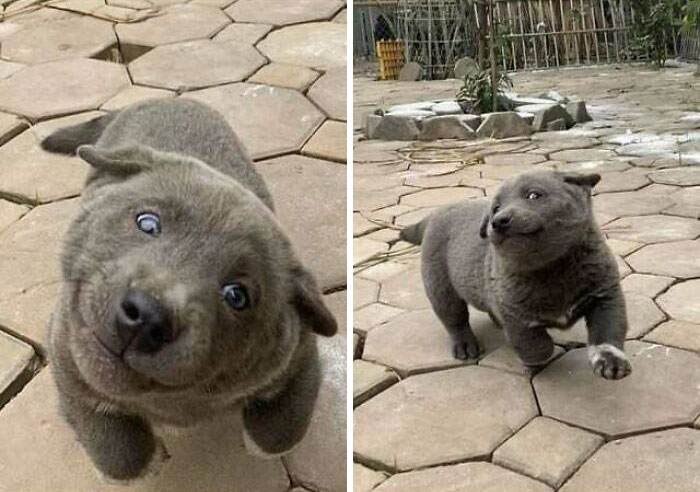 Cachorro bendecido