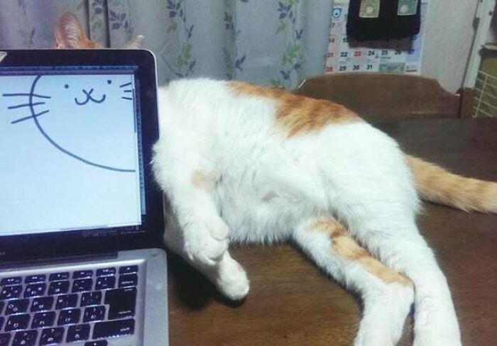 Gato bendecido