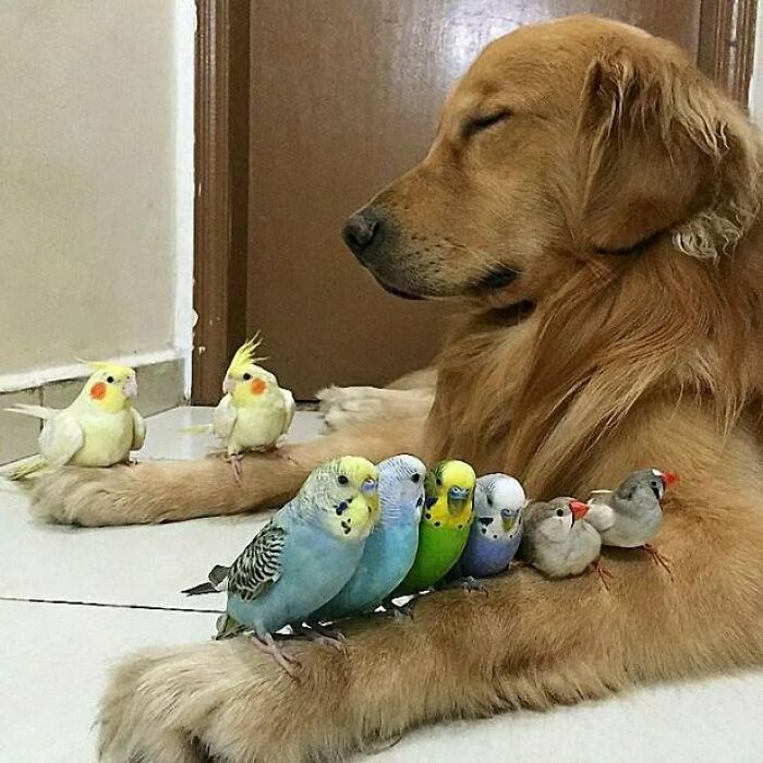 Pajaritos con perro bendecidos
