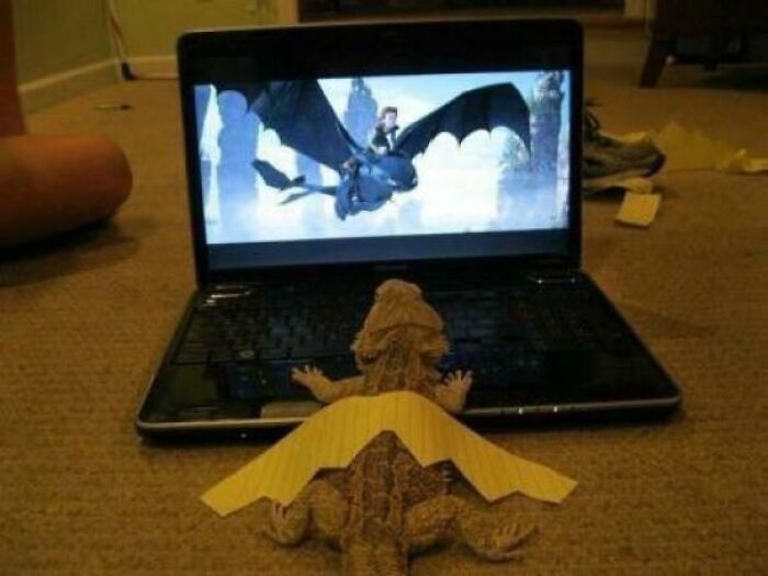 Lagarto aprendiendo a ser dragón