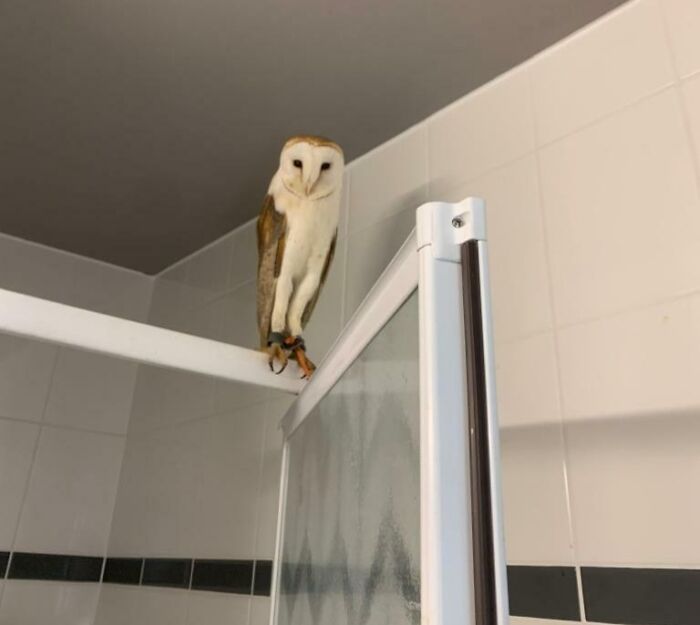 El servicio de limpieza ha encontrado una lechuza en una habitación cuyo huésped se marchó ayer